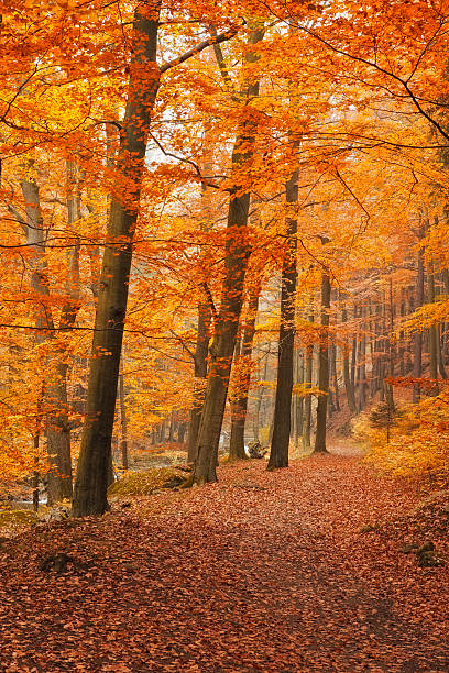 istock Footpath in Forest at autumn - Nationalpark Harz 611879164