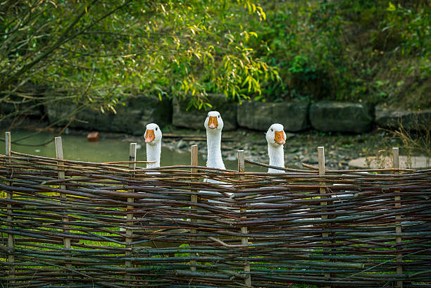 istock Geese behind wattled fence 611879178