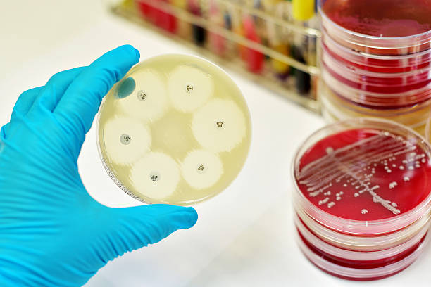 Antimicrobial susceptibility test Antimicrobial susceptibility testing in petri dish antibiotic resistant photos stock pictures, royalty-free photos & images