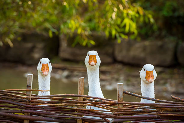 tres gansos blancos graciosos - ánsar fotografías e imágenes de stock