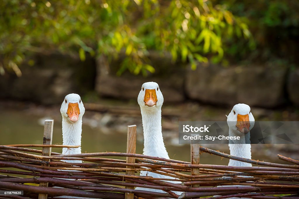 Três gansos brancos engraçados - Foto de stock de Ganso - Ave de água doce royalty-free