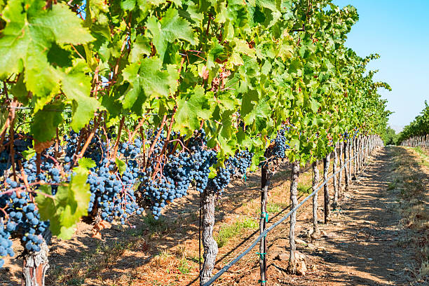 Napa Valley Merlot grapes on the vine, ready for harvest.