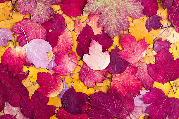 istock Background from autumn colourful leaves 611880926