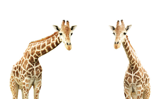 Two giraffes. Isolated on white background