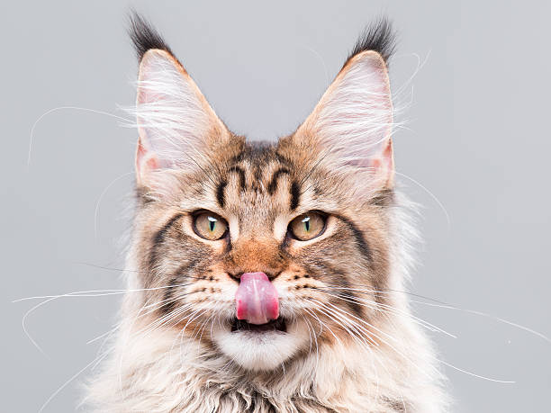 istock Portrait of Maine Coon cat 611880986