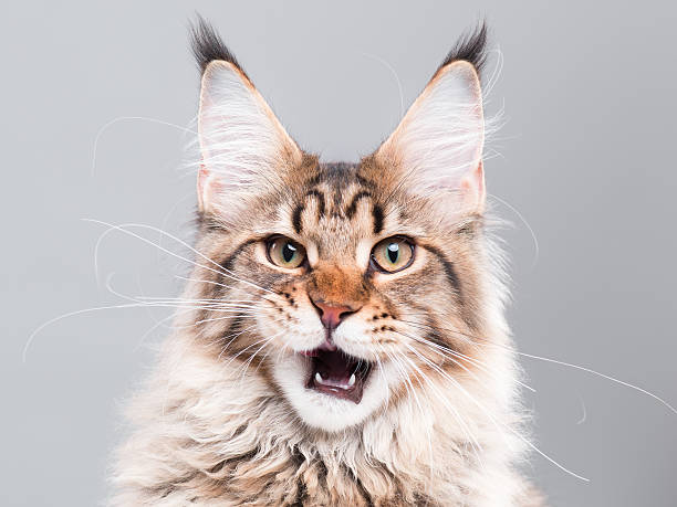 istock Portrait of Maine Coon cat 611881052