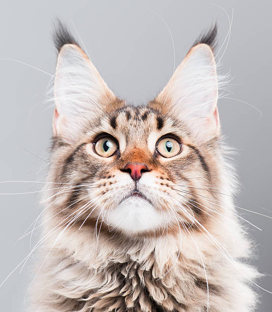 istock Portrait of Maine Coon cat 611881116
