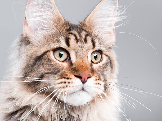istock Portrait of Maine Coon cat 611881204