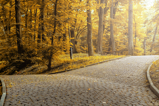 Road in beautiful colorful autumn park in sunny day