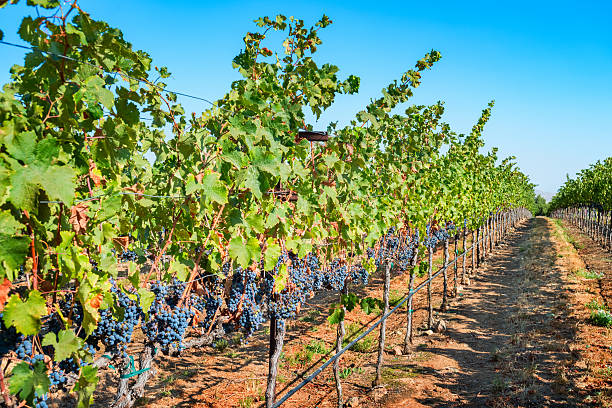 Photo of rows of ripe Pinot Noir red wine grapes on vine at a Winery in the Livermore Valley, California, USA.