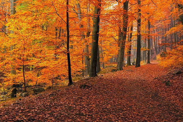 sendero en el bosque en otoño - nationalpark harz - herbstwald fotografías e imágenes de stock