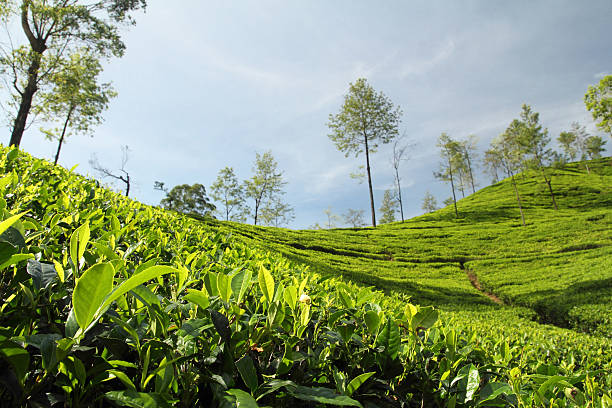 tea plantation tea plantation assam india stock pictures, royalty-free photos & images