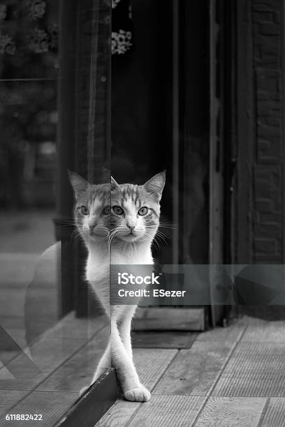 Two Colored Cat And Reflection Stock Photo - Download Image Now - Animal, Cute, Domestic Cat