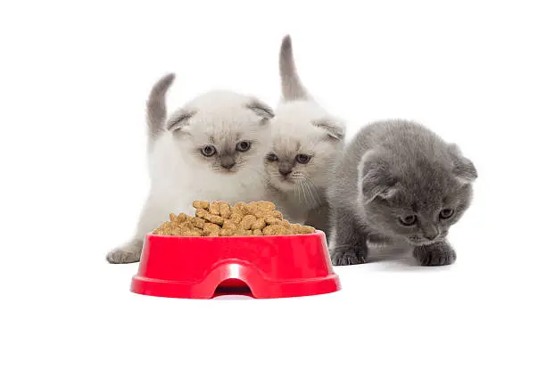 brood of kittens and a plate of food for animals