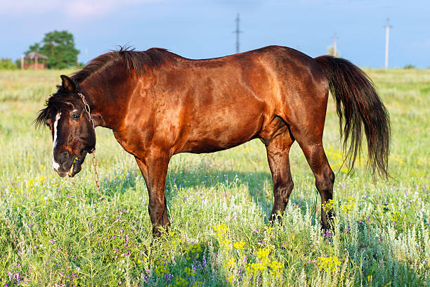 istock Brown horse grazing on a leash 611883872