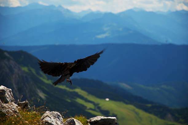 istock Western jackdaw in Alps 611883894