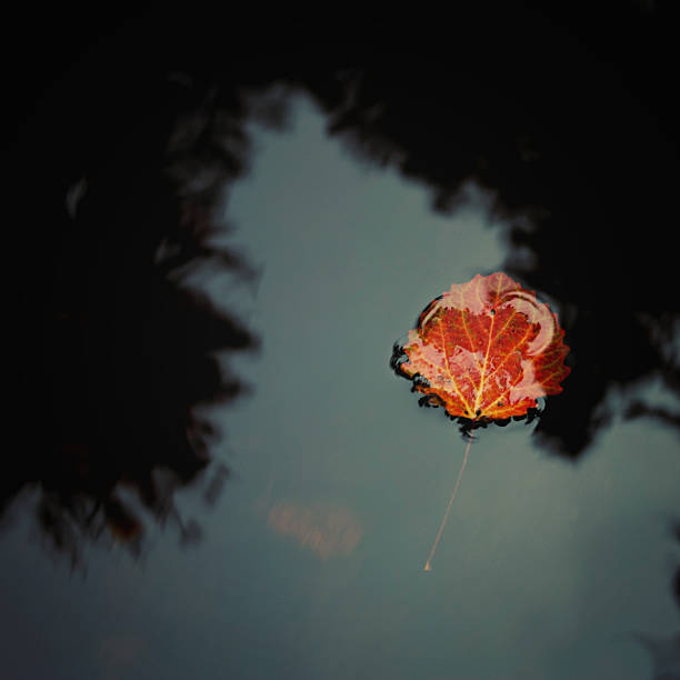 Red aspen leaf floating on the water. Autumn photo. Creek in the forest. Toned effect. Close-up of lake surface with color autumn leaf. Valaam, Karelia, Russia.