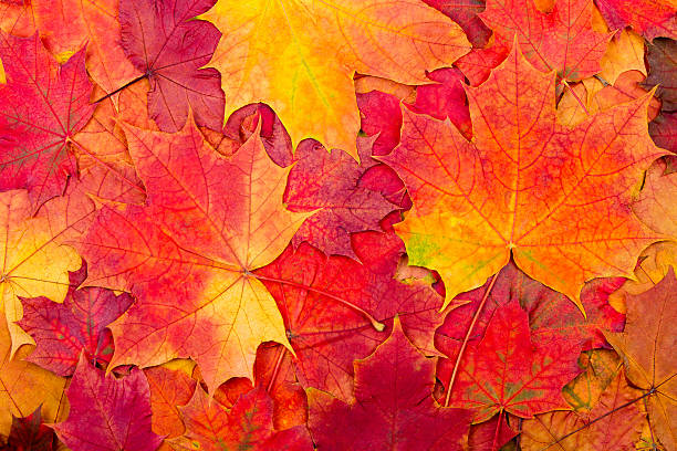 istock Natural background from autumn colorful maple leaves 611884724