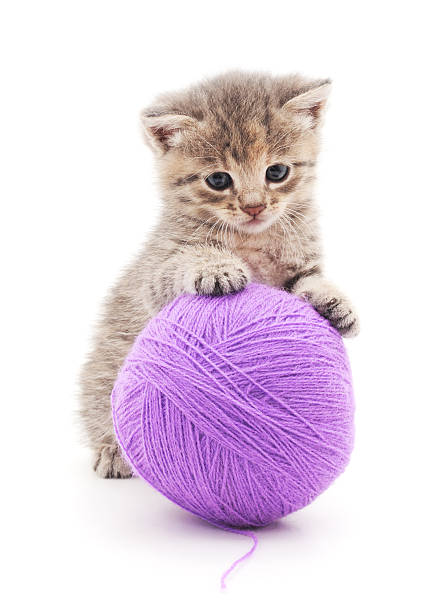 istock Kitten with ball of yarn. 611884734