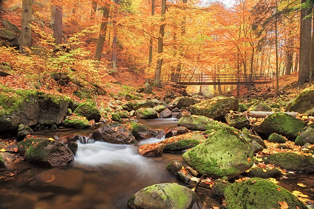 puente sobre arroyo en el bosque en otoño - nationalpark harz - herbstwald fotografías e imágenes de stock