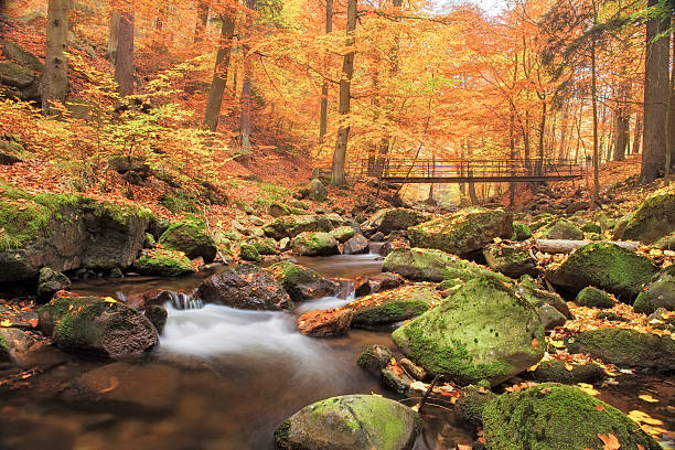 秋の森の小川に架かる橋 - 国立公園ハルツ - herbstwald ストックフォトと画像
