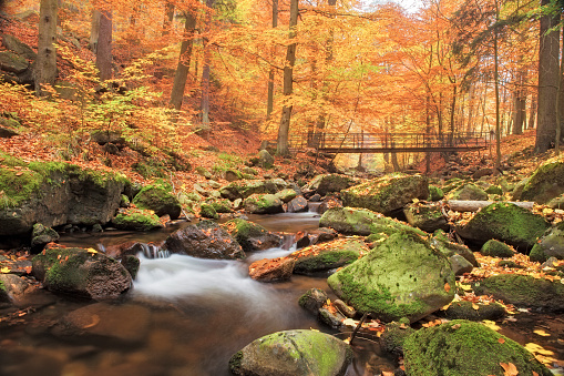 Bridge over Stream in Forest at autumn - Nationalpark Harz