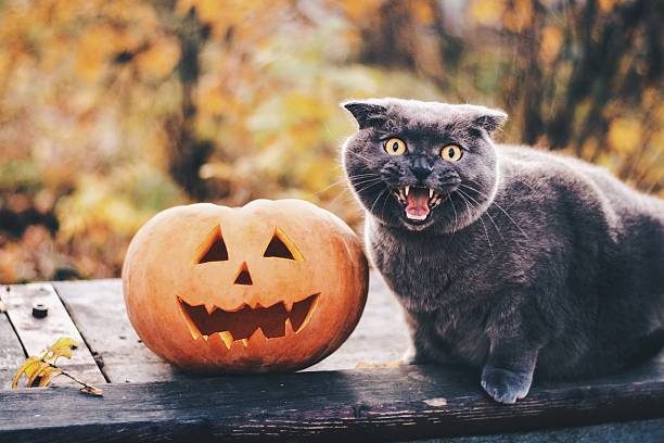 istock Halloween pumpkin and a cat 611886778