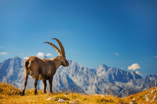 Ibex - Alpine Ibex in Berchtesgaden National Park (Capra ibex)