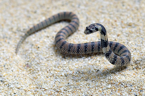 small cobra - snake cobra egyptian cobra poisonous organism imagens e fotografias de stock