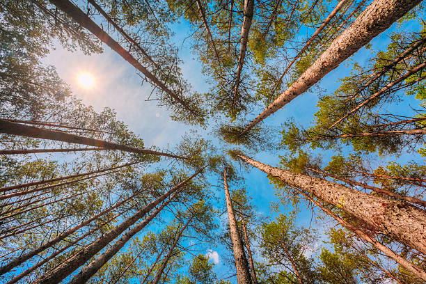 istock Bottom Right Angle View Of Tall Thin Pines, Summer Pinewood, 611888836