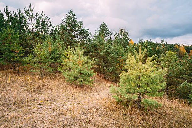 Pine Trees In Autumn Coniferous Forest Reserve Park. Nature Of Evergreen Coniferous Forest. Scenic View. Nobody