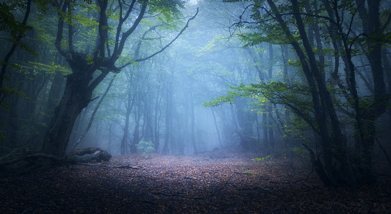Forest in fog. Fall woods. Enchanted autumn forest in fog in the morning. Old Tree. Landscape with trees, colorful green and red foliage and blue fog. Nature background. Dark foggy forest