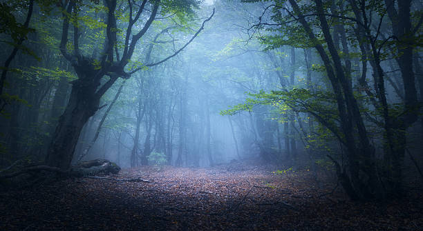 floresta mística de outono em neblina pela manhã. árvore velha - fog road spooky mist - fotografias e filmes do acervo