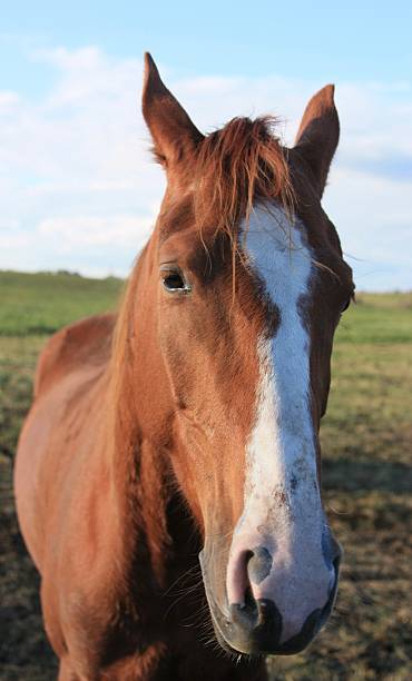 istock Horse with white strip 611889534