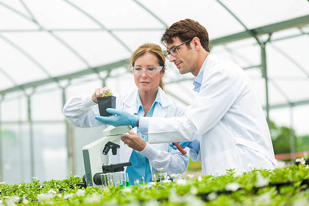 istock Botanists work together in greenhouse laboratory 611889594