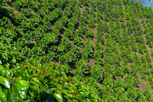 Rows of coffee plants growing outside of Manizales, Colombia