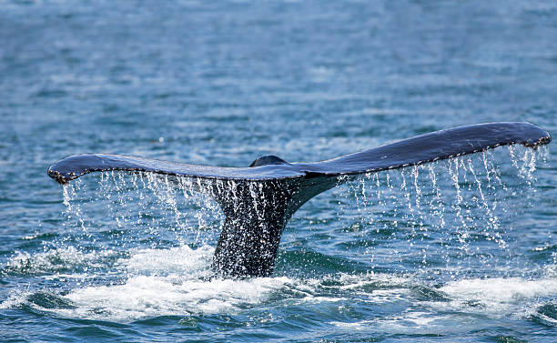 istock Humpback whale fluke close up 611890258