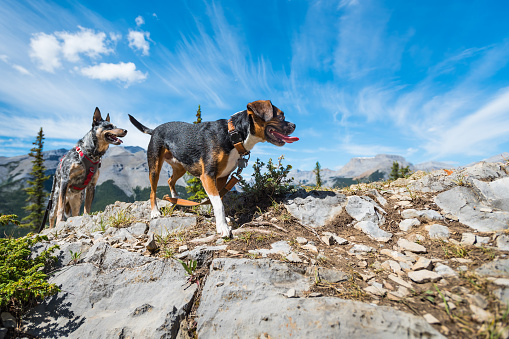 Beagle Boston Terrier mix dog while Hiking Nihahi Ridge Kananaskis Country Alberta Canada