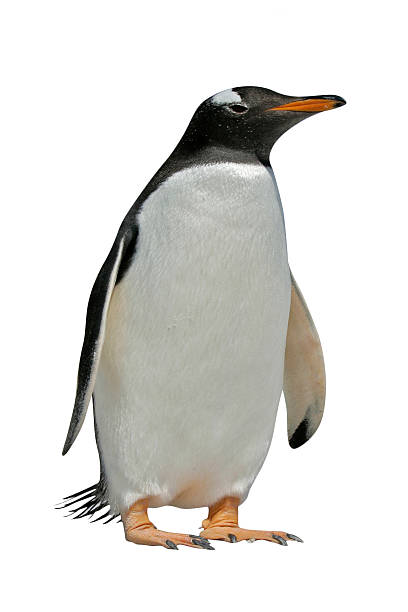 istock Gentoo penguin, Pygoscelis papua 611892356