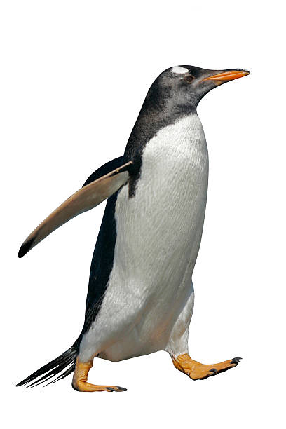 eselspinguin, pygoscelis papua - gentoo penguin stock-fotos und bilder