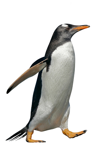 Gentoo penguin, Pygoscelis papua, single bird by water, Falklands