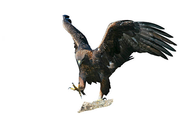 istock Golden eagle, Aquila chrysaetos 611892394