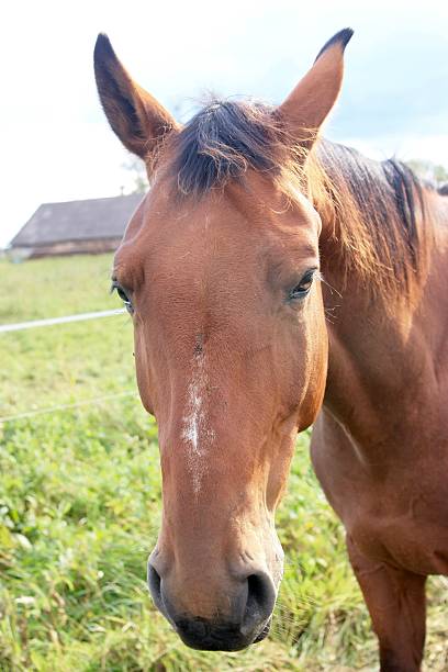 istock Brown horse in autumn 611892704