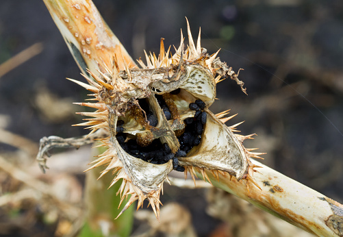 Seed capsule of Thornapple (Datura stramonium), also known as Jimson weed or Devil’s snare, Datura stramonium