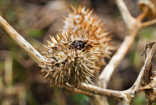 Seed capsule of Thornapple (Datura stramonium), also known as Jimson weed or Devil’s snare, Datura stramonium