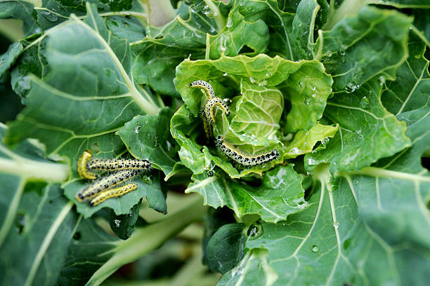 cabbage white caterpillars stock photo