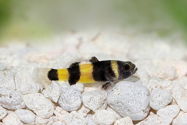 bumblebee goby brachygobius doriae gobies tropikalne ryby akwariowe - tetra fish zdjęcia i obrazy z banku zdjęć