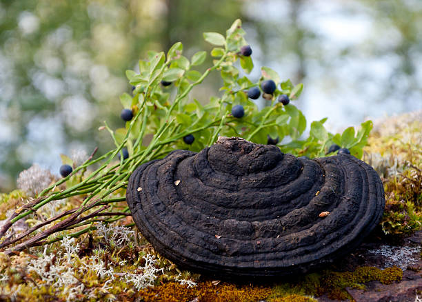 Black polypore mushroom, bracket fungi, conks in the forest, closeup. stock photo