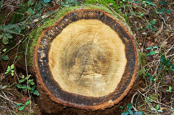 istock Annual rings in the trunk of an Oak tree 611894450