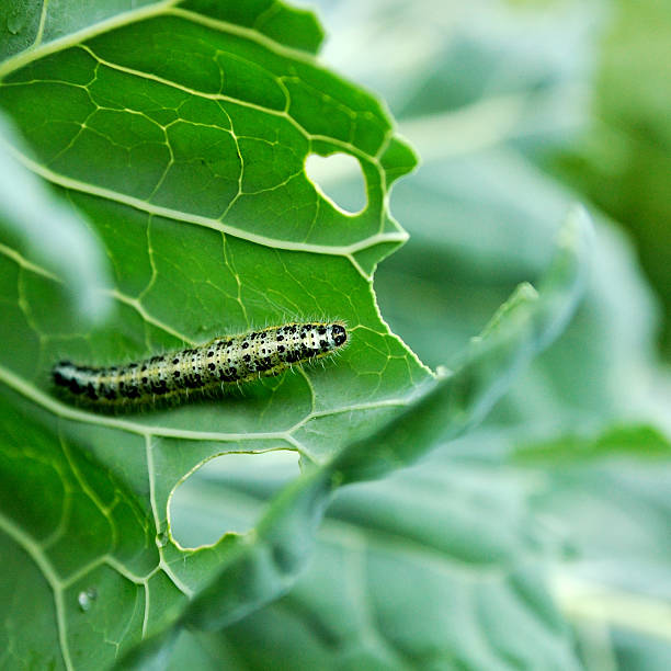 cabbage white caterpillar stock photo